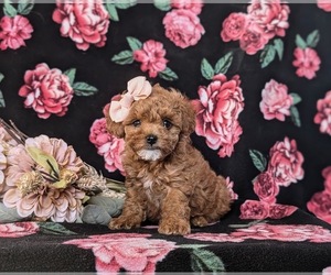 Poodle (Toy) Puppy for sale in PARADISE, PA, USA