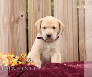 Labrador Retriever Puppy for sale in SHIPPENSBURG, PA, USA