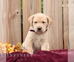 Ribbons - Female Labrador Retriever Puppy for Sale - Small photo