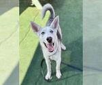 Small #2 Siberian Husky Mix