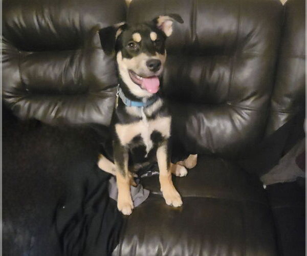 Medium Photo #2 American Pit Bull Terrier-Unknown Mix Puppy For Sale in Sandy, UT, USA