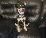 Small #1 American Pit Bull Terrier Mix