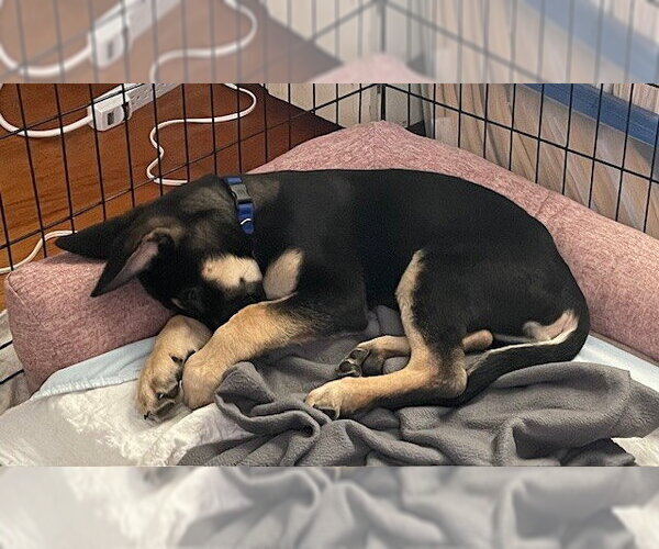Medium Photo #3 German Shepherd Dog Puppy For Sale in Kansas City, MO, USA