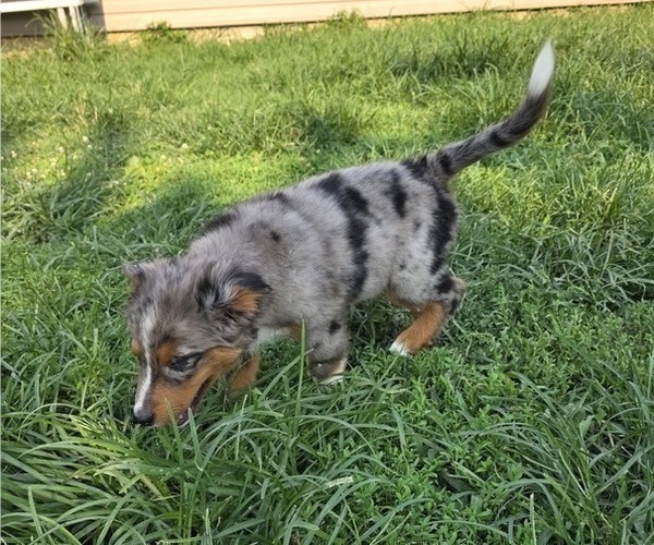 Medium Photo #4 Miniature Australian Shepherd Puppy For Sale in EVERTON, MO, USA