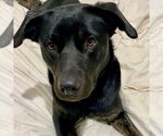 Small #11 Labrador Retriever Mix