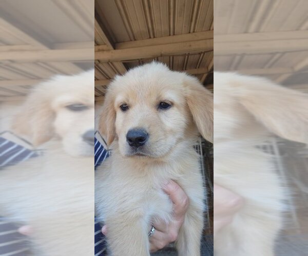 Medium Photo #1 German Shepherd Dog-Golden Retriever Mix Puppy For Sale in MODESTO, CA, USA