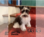 Small Photo #1 Schnauzer (Miniature) Puppy For Sale in CANTON, GA, USA