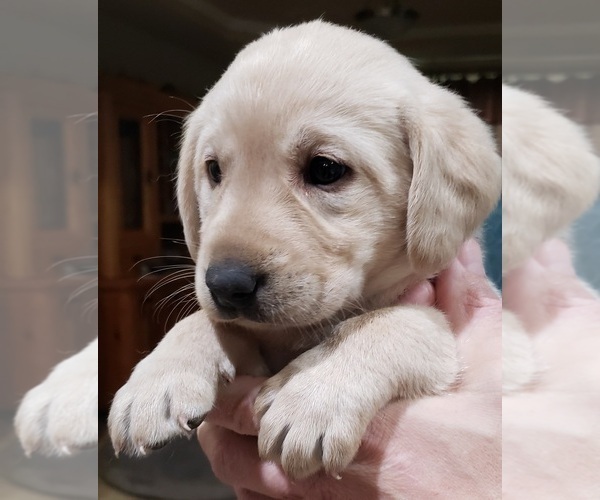 Medium Photo #148 Labrador Retriever Puppy For Sale in OLYMPIA, WA, USA