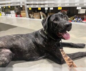 Mastiff-Unknown Mix Dogs for adoption in Polson, MT, USA