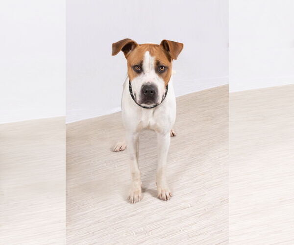 Medium Photo #3 Mutt Puppy For Sale in Rowlett, TX, USA