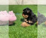 Small Photo #8 Yorkshire Terrier Puppy For Sale in SIMI VALLEY, CA, USA