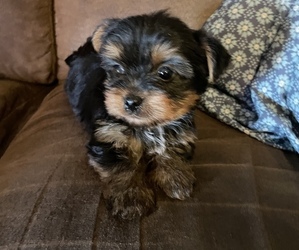 Yorkshire Terrier Puppy for Sale in PARIS, Texas USA