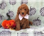 Small Photo #16 Cavapoo-Poodle (Miniature) Mix Puppy For Sale in LAKELAND, FL, USA