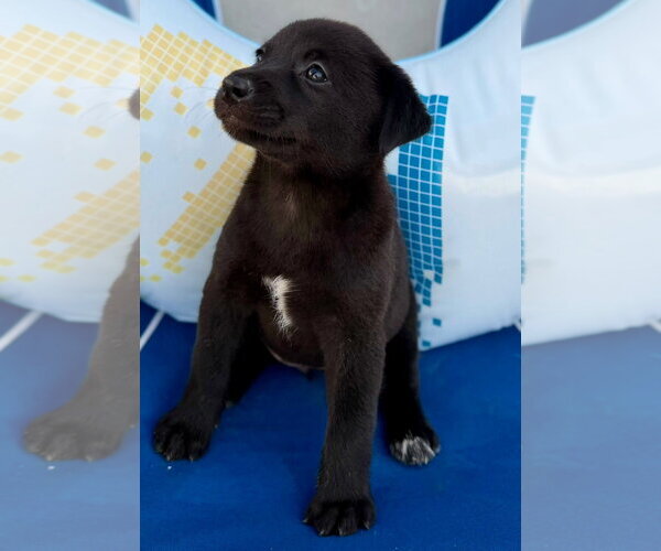 Medium Photo #2 Labrador Retriever-Unknown Mix Puppy For Sale in Jefferson, NJ, USA