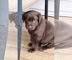 Small Photo #3 Labrador Retriever Puppy For Sale in LEXINGTON, MI, USA