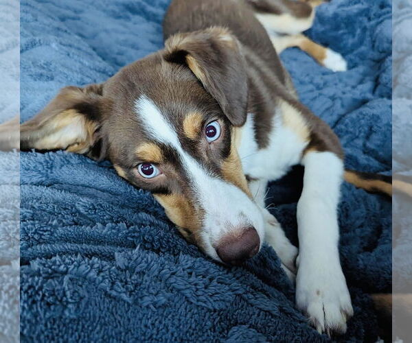Medium Photo #1 Border-Aussie Puppy For Sale in Princeton, MN, USA