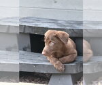 Small #2 Labsky