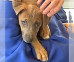 Small #5 Mutt