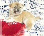 Puppy 3 Shiba Inu