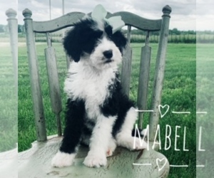 Sheepadoodle Puppy for sale in DADEVILLE, MO, USA