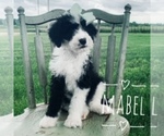 Small Photo #1 Sheepadoodle Puppy For Sale in DADEVILLE, MO, USA
