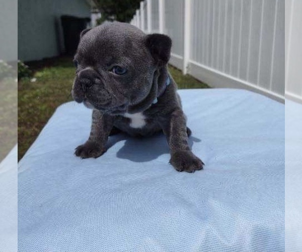 Medium Photo #1 French Bulldog Puppy For Sale in RIVERVIEW, FL, USA
