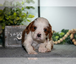 Small Photo #9 Cavapoo (Miniature) Puppy For Sale in CAMDEN, MI, USA