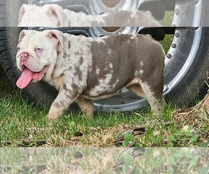 English Bulldog Puppy for sale in INDIANAPOLIS, IN, USA