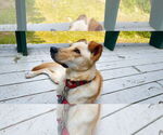 Small #12 Labrador Retriever Mix