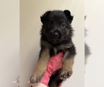 Small #4 German Shepherd Dog
