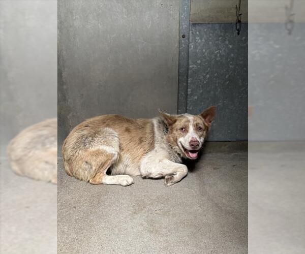 Medium Photo #1 Australian Shepherd Puppy For Sale in San Bernardino, CA, USA