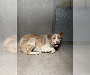 Australian Shepherd Dogs for adoption in San Bernardino, CA, USA