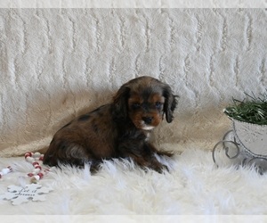 Cockapoo Puppy for sale in FRESNO, OH, USA