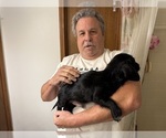 Small Photo #13 Schweenie Puppy For Sale in DOTHAN, AL, USA