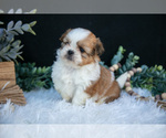 Puppy Lexie Shih Tzu