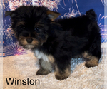 Small #2 Yorkshire Terrier