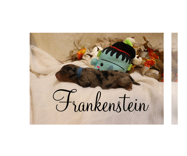 Medium Photo #1 Bernedoodle (Miniature) Puppy For Sale in HELPER, UT, USA