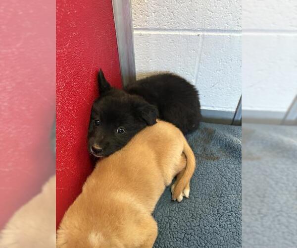 Medium Photo #1 Mutt Puppy For Sale in Visalia, CA, USA