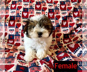 Yorkshire Terrier Puppy for sale in AMSTERDAM, MO, USA