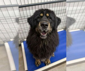 Tibetan Mastiff Dogs for adoption in Foristell, MO, USA