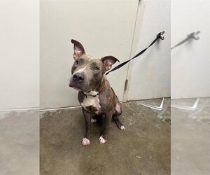 American Pit Bull Terrier Dogs for adoption in Rosenberg, TX, USA