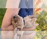 Small Photo #6 Labrador Retriever Puppy For Sale in HERRICK CENTER, PA, USA