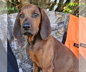 Redbone Coonhound Puppy for sale in DENVER, PA, USA