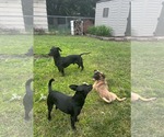 Small #4 Box-a-Pug