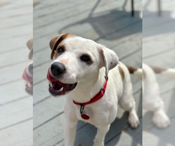 Medium Photo #1 Mutt Puppy For Sale in Springdale, PA, USA