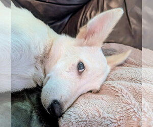 Colonel Mustard - Male Mutt Dog for Adoption - Photo #4