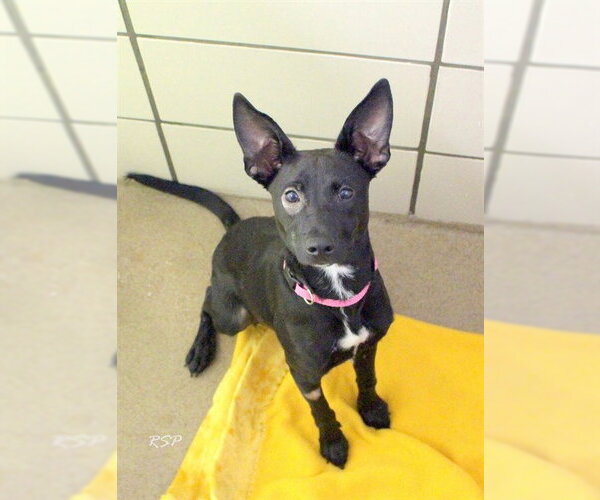 Medium Photo #1 Mutt Puppy For Sale in Fort Wayne, IN, USA