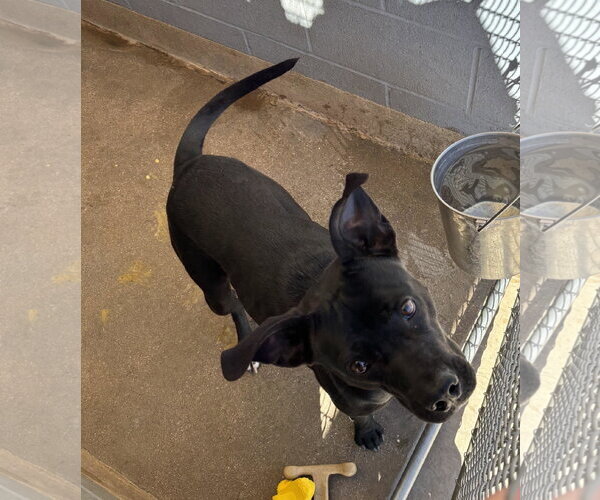 Medium Photo #2 American Pit Bull Terrier-Labrador Retriever Mix Puppy For Sale in Chandler, AZ, USA