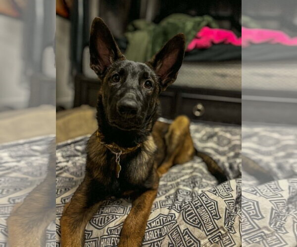 Medium Photo #7 Mutt Puppy For Sale in Sandy, UT, USA