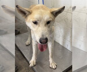 German Shepherd Dog-Unknown Mix Dogs for adoption in San Bernardino, CA, USA